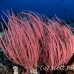 whip_sea_cr_gll_h_0323_kom0732.jpg